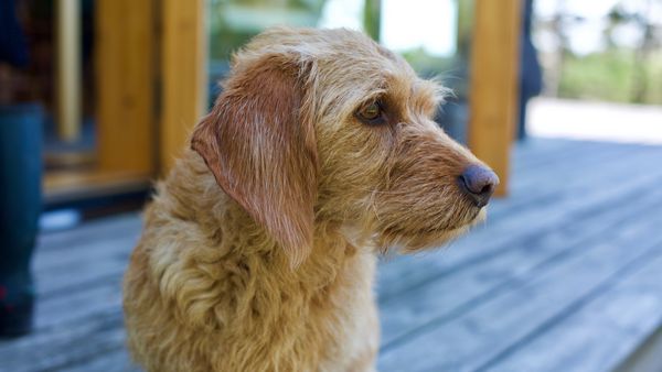 Find Basset Fauve de Bretagne puppies for sale near Coral Springs, FL