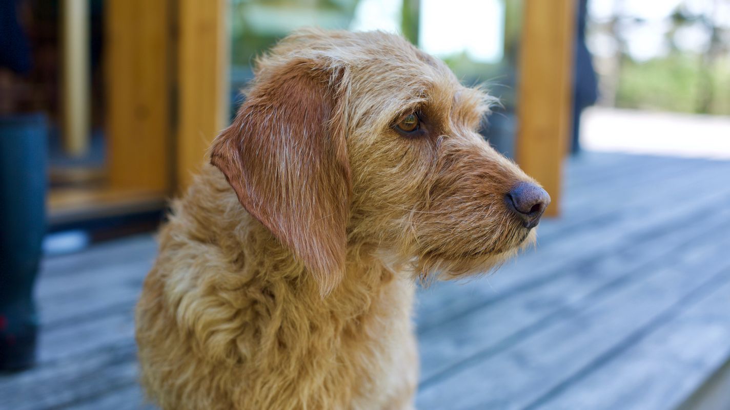 Basset Fauve de Bretagne
