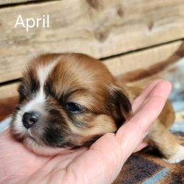 April - Red female Lhasa Apso puppy in Jefferson, New York from Absolute Lhasa Love