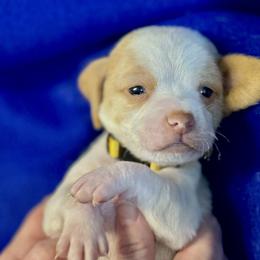 Yellow Collar-Lucky - Red and white male Beagle puppy in Las Vegas, Nevada from Hound Kings