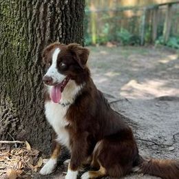 Australian Shepherds from Happy Leo’s Australian Shepherds