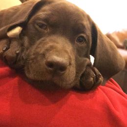 Labrador Retriever All Grown Up from Rocky Mountain Dogs - Utah