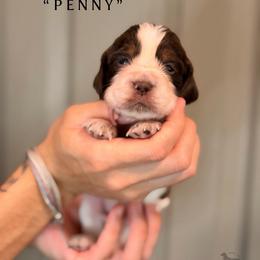 Penny - Liver and white female English Springer Spaniel puppy in Brownsville, Texas from South Texas Springers
