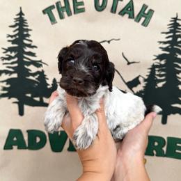 Juniper - Brown roan and tan female Cockapoo puppy in Bountiful, Utah from EasyBreezyDoodles