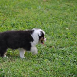 Australian Shepherd Puppies from Platinum Edition