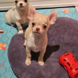 Teddy - Fawn male Chihuahua puppy in Joliet, Illinois from Chihuahua and frenchie favs