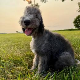 Boy 5 - Blue male Bedlington Terrier puppy in Columbus, Ohio from Three Silo Bedlington Terriers