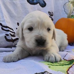 Pilgrim - Light golden male Golden Retriever puppy in Colville, Washington from Rosehaven Homestead