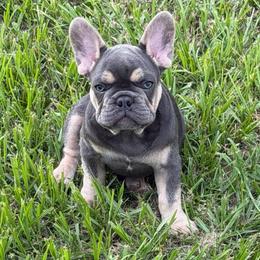 Luke - Liver male French Bulldog puppy in Palm Coast, Florida from Calypso Island French Bulldogs