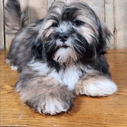 Rosetta - Brown female Lhasa Apso puppy in Jefferson, New York from Absolute Lhasa Love