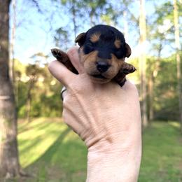Baby Boy Grey - Black and tan male Airedale Terrier puppy in Mooresville, North Carolina from Farm 55