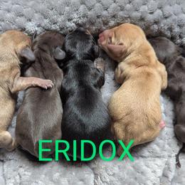 Dachshund puppies from Eridox Dachshunds