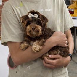Creme - Yorkshire Terrier