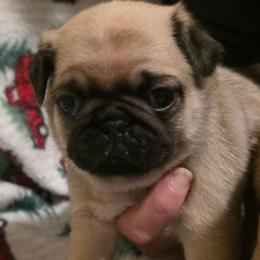 Horus-Green Collar - Fawn male Pug puppy in New Braunfels, Texas from Kex Pug Haus