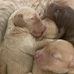 Australian Labradoodle and Double Doodle Puppies from Little Kingdom Doodles