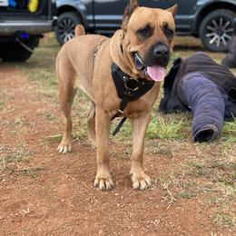 Cane Corso All Grown Up from Diamond Cut Kennels, Hawaii