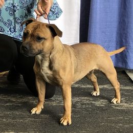 Rose - Staffordshire Bull Terrier