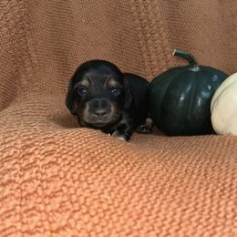 Maple - Black and cream Dachshund puppy in Woodville, Wisconsin from Dairyland Dachshunds