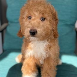Finn - Red  male Goldendoodle puppy in Tucson, Arizona from Adored Poodle & Doodles