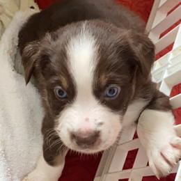 Australian Shepherd Puppies from Kent island Aussies
