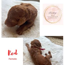 Red - Female - Red  female Poodle puppy in Lima, Ohio from Buckeye Red Standard Poodles