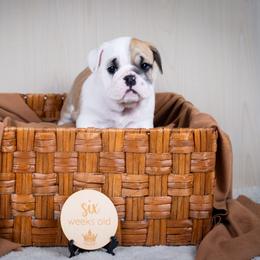 Baby - Fawn and white female Bulldog puppy in Sabinal, Texas from Cazares Royal Lineage Bulldogs