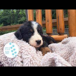 Assorted Doodle Crosses, Bernedoodle, Goldendoodle, and Poodle Puppies from Williams Lake Doodles