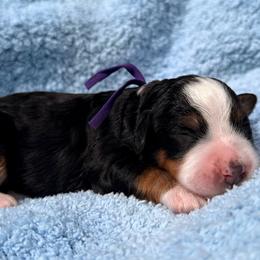 Girl 3 - Tri-color female Bernedoodle puppy in Sandy, Oregon from MC Doodles