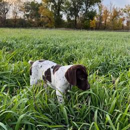 Bogie - White and liver female German Shorthaired Pointer puppy in Ulen, Minnesota from North Wind Gundogs