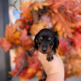 Eve - Black and tan female Dachshund puppy in Powell, Tennessee from Tall & Tiny TN k9s