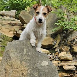 Reba - Russell Terrier