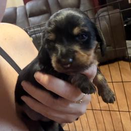 Dachshund Puppies from Alicia's mini dachshund