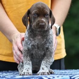 German Shorthaired Pointer Puppies from RED Clay Dogs