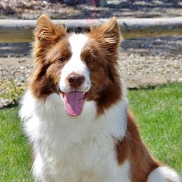Border Collies, Bordoodles, and Poodles from Hals Pals K9s