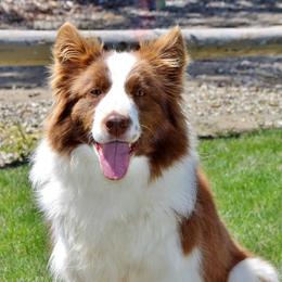 Border Collies, Bordoodles, and Poodles from Hals Pals K9s