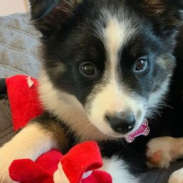 Australian Shepherds from Flying BS Aussies