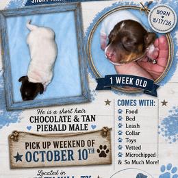 Omega - Piebald male Dachshund puppy in Liberty Hill, Texas from Champion Dachshunds