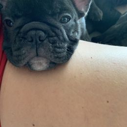 French Bulldog Puppies from Luna and London’s Puppies