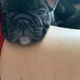 French Bulldog Puppies from Luna and London’s Puppies