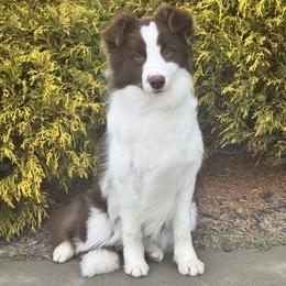 Morello - Red female Border Collie puppy in Dunn, North Carolina from Coylety Kennel