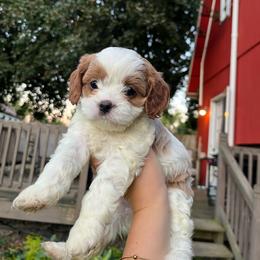 Autumn - Blenheim female Cavapoo puppy in Bloomfield, New York from Campbell Cavapoos