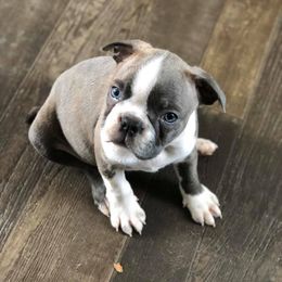 Boston Terrier Puppies from Heather's Boston Babies