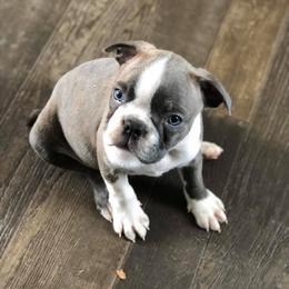Boston Terrier Puppies from Heather's Boston Babies