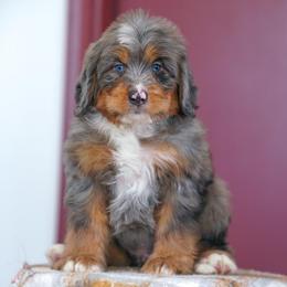 Scotts - Merle male Bernedoodle puppy in Dundee, Ohio from Down Home Doodle