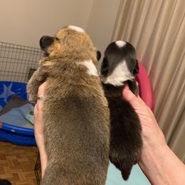 "Same litter! She was a feisty 4.4oz at birth" Cardigan Welsh Corgi Puppies from Luxe Cardigan Welsh Corgis