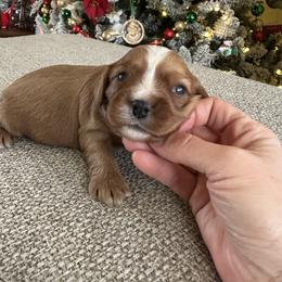 Mary - Blenheim female Cavalier King Charles Spaniel puppy in Columbus Ga, Georgia from Sweet Southern Cavaliers and Chihuahuas