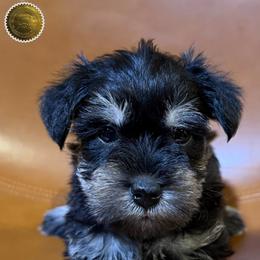 Joy - Black and silver female Miniature Schnauzer puppy in Frankford, Delaware from Miniature Schnauzers of Delmarva