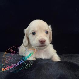 Polaris - Cream female Dachshund puppy in Peyton, Colorado from Dachshund Universe
