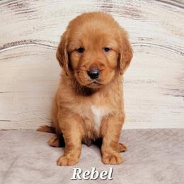 Rebel (White Collar) - Dark golden male Golden Retriever puppy in Scurry, Texas from 07 Seven Oaks Goldens and Doodles