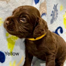 Yellow Boy - Brown male Boykin Spaniel puppy in Milan, Georgia from Dixie Darlin Boykins